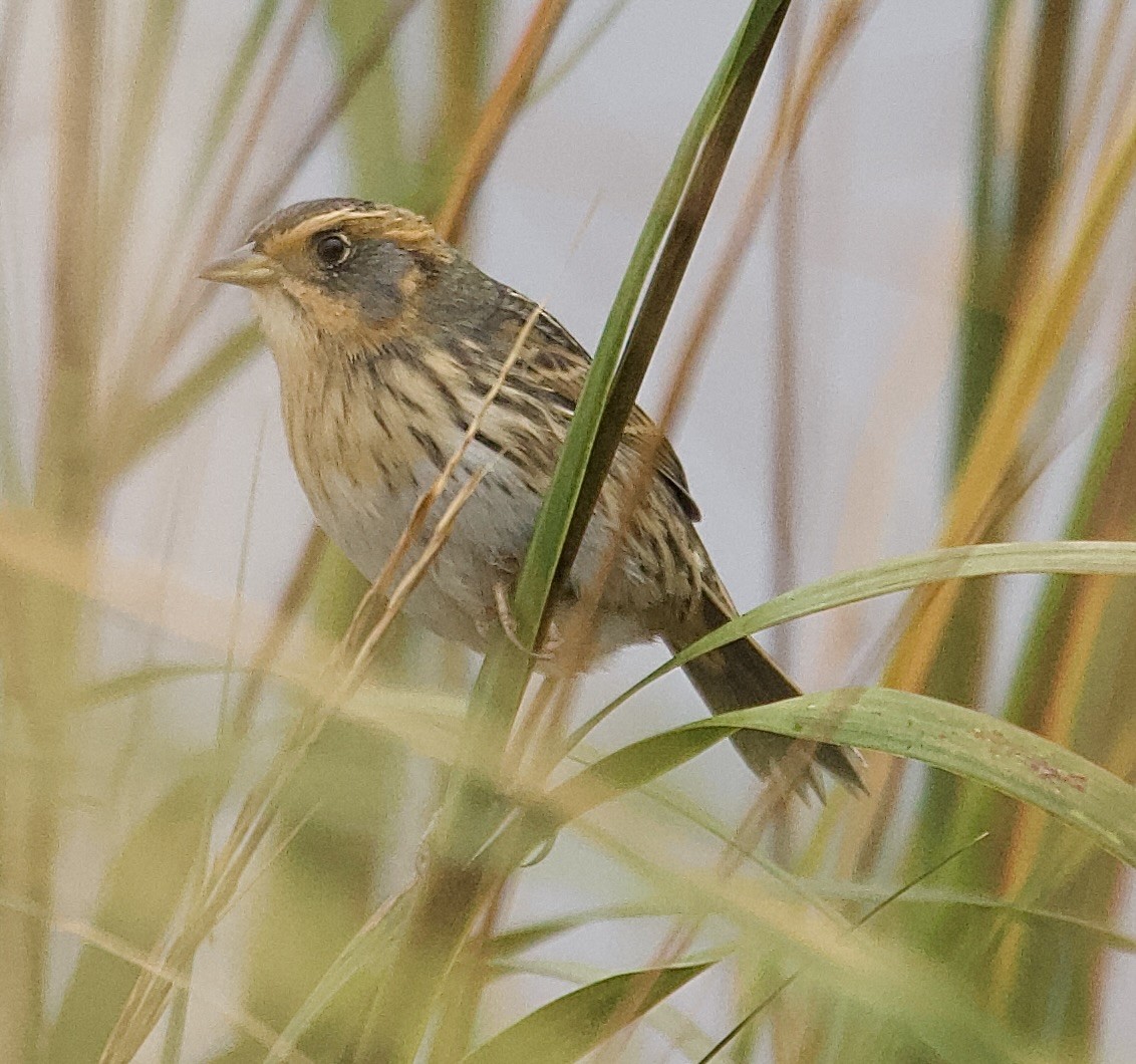 Saltmarsh Sparrow - ML643333096