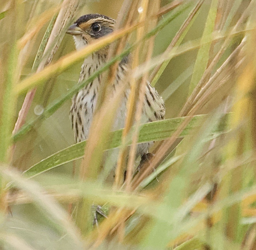Saltmarsh Sparrow - ML643333097