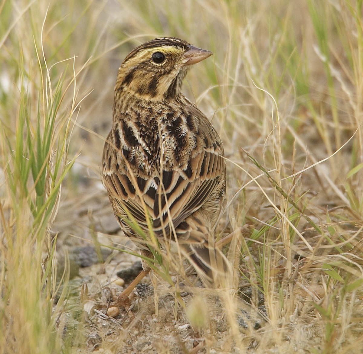 Savannah Sparrow (Savannah) - ML643333107