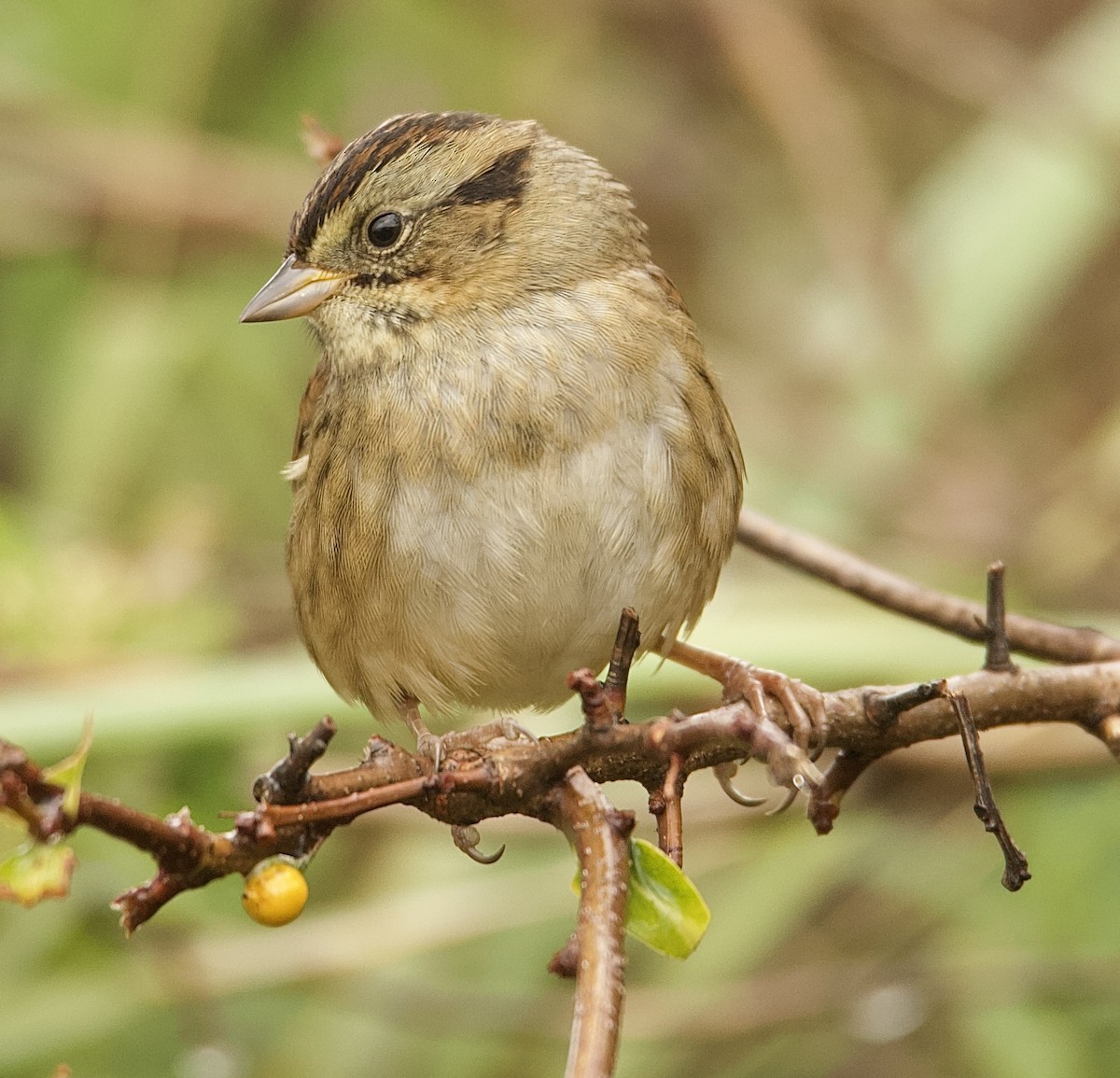Swamp Sparrow - ML643333113