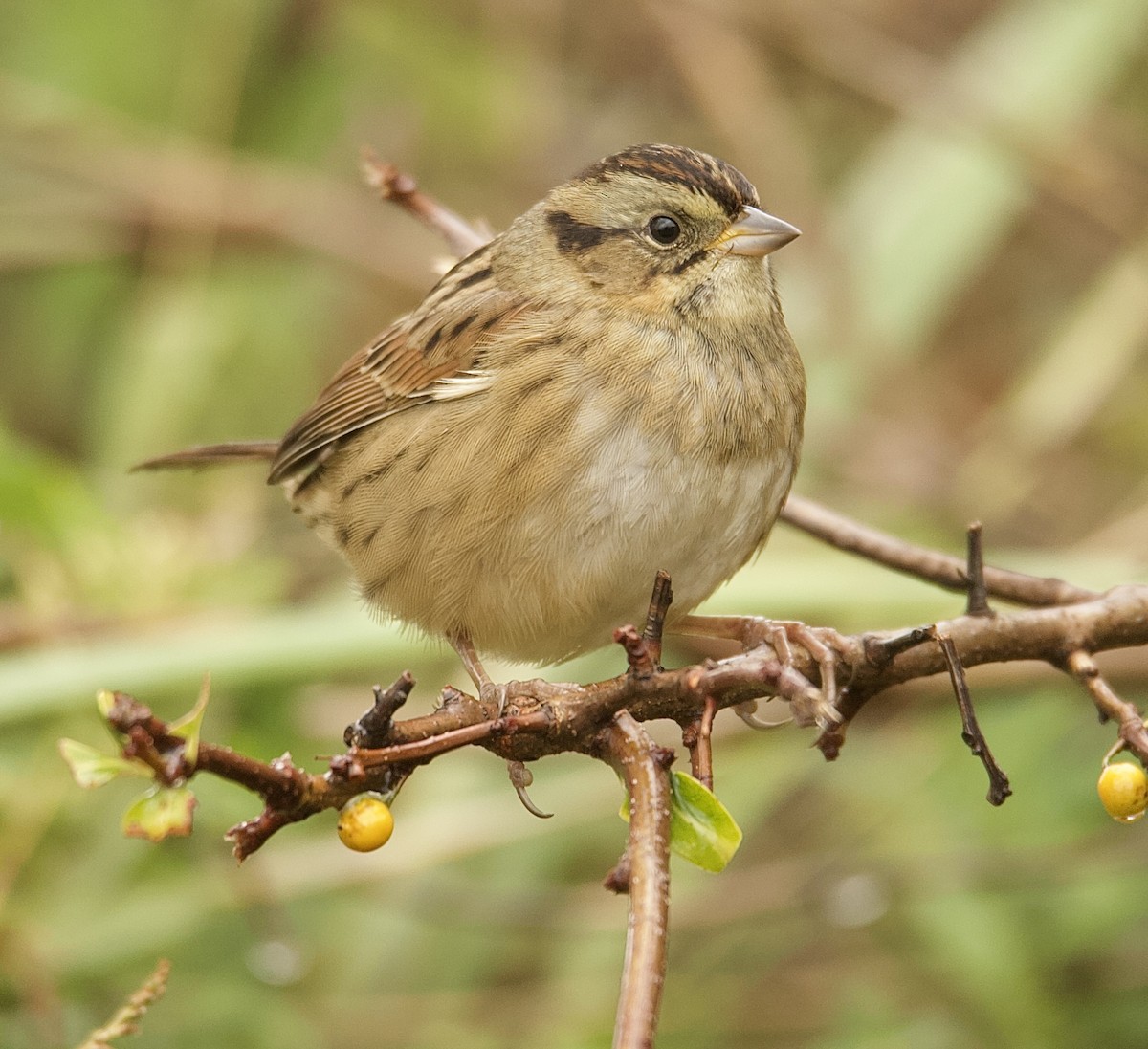 Swamp Sparrow - ML643333114