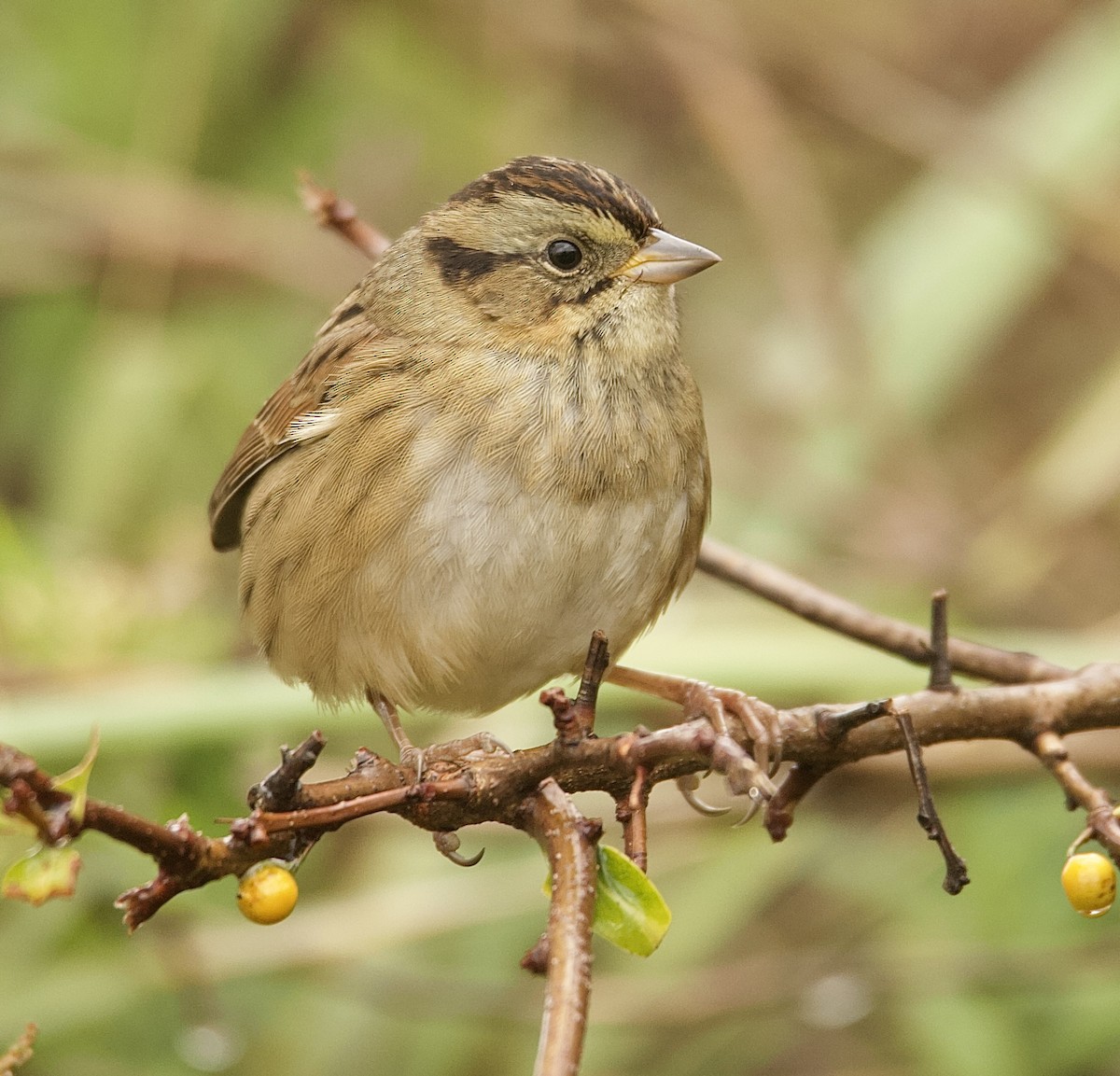 Swamp Sparrow - ML643333115