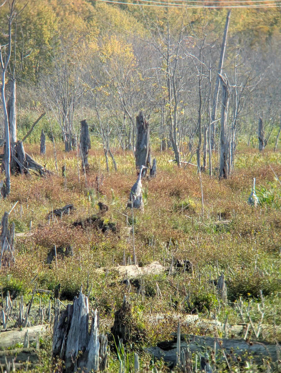 Sandhill Crane - ML643333134