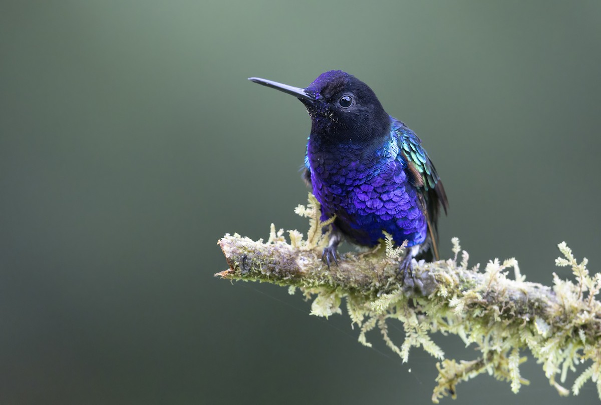 Velvet-purple Coronet - ML643333142