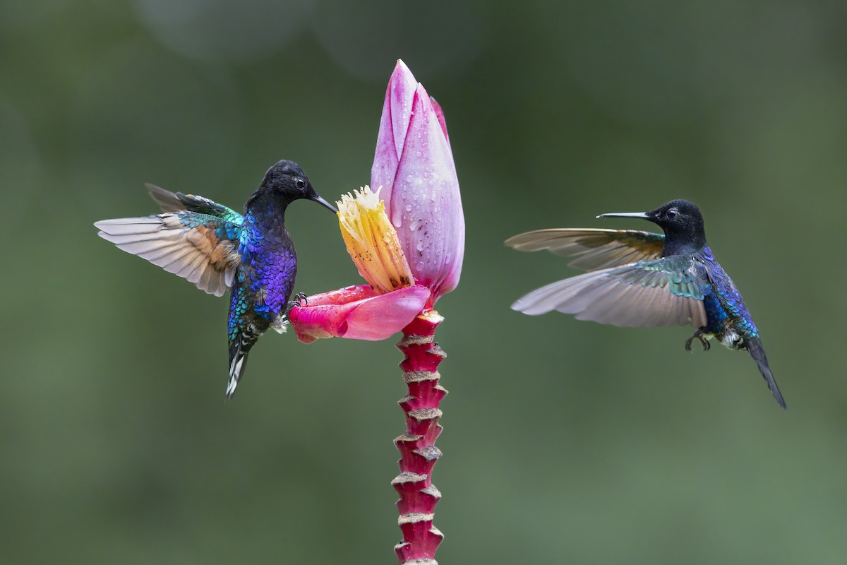 Velvet-purple Coronet - ML643333146