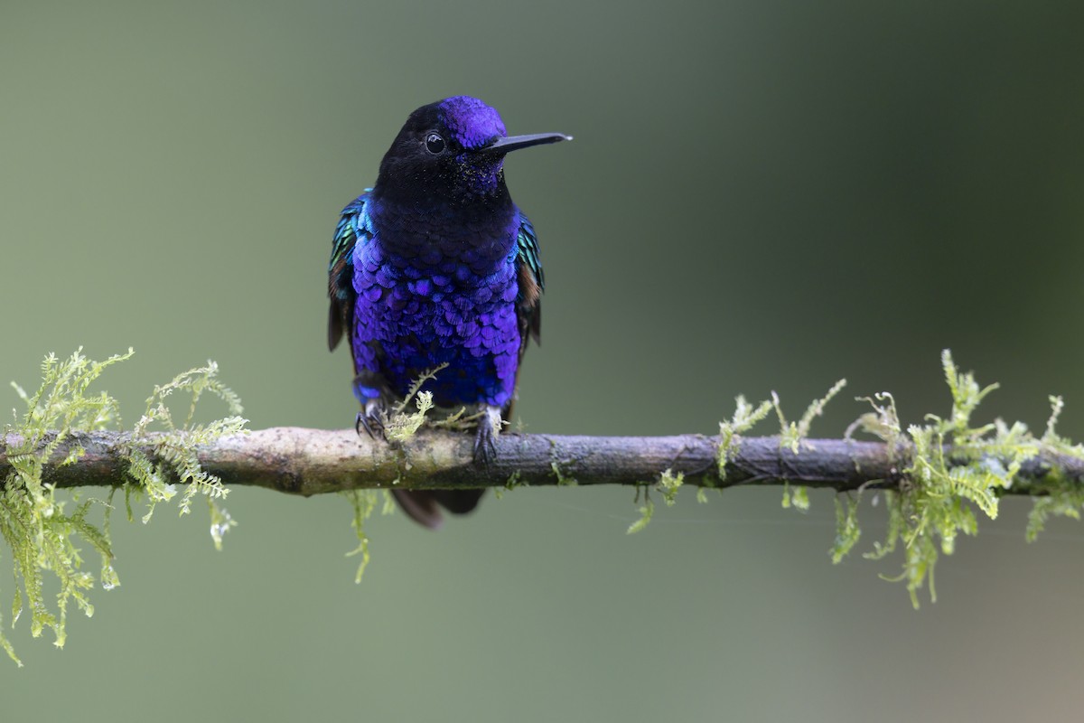 Velvet-purple Coronet - ML643333147