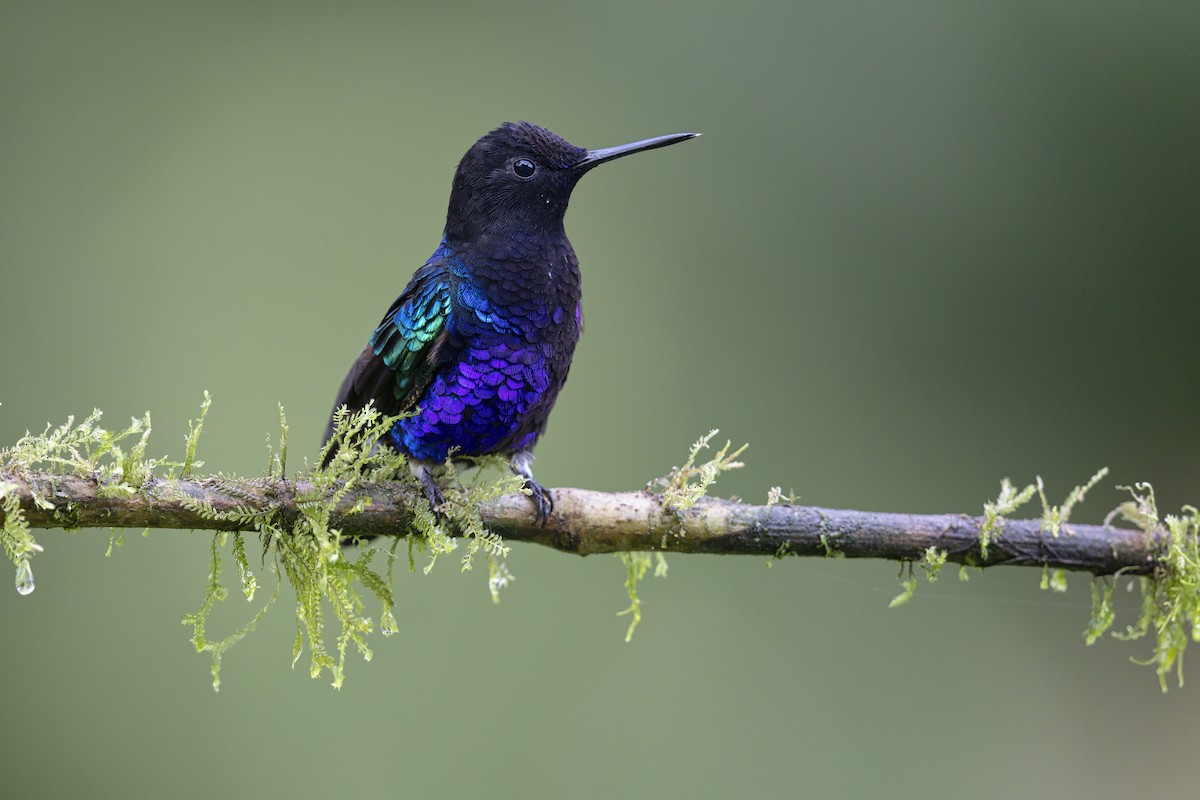 Velvet-purple Coronet - ML643333149