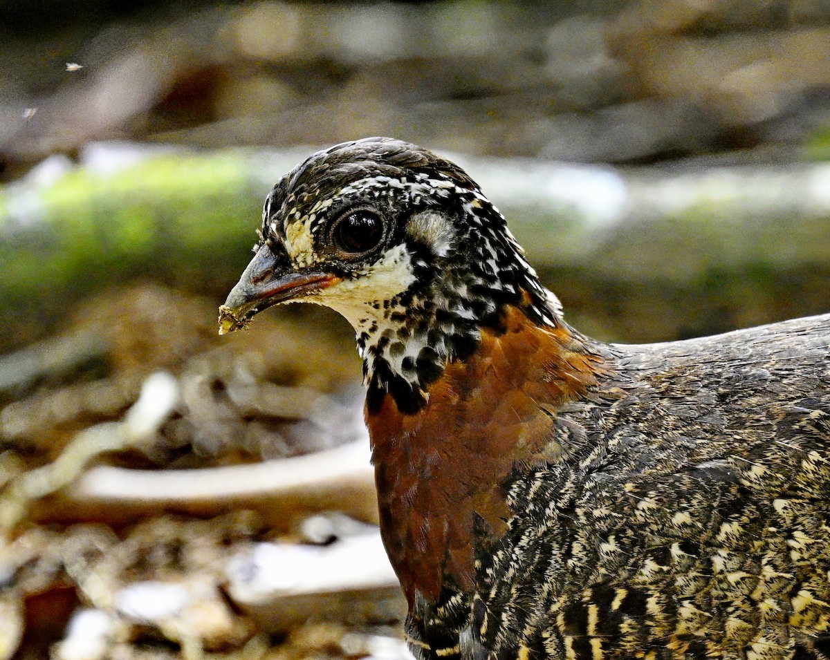Sabah Partridge - ML643333156