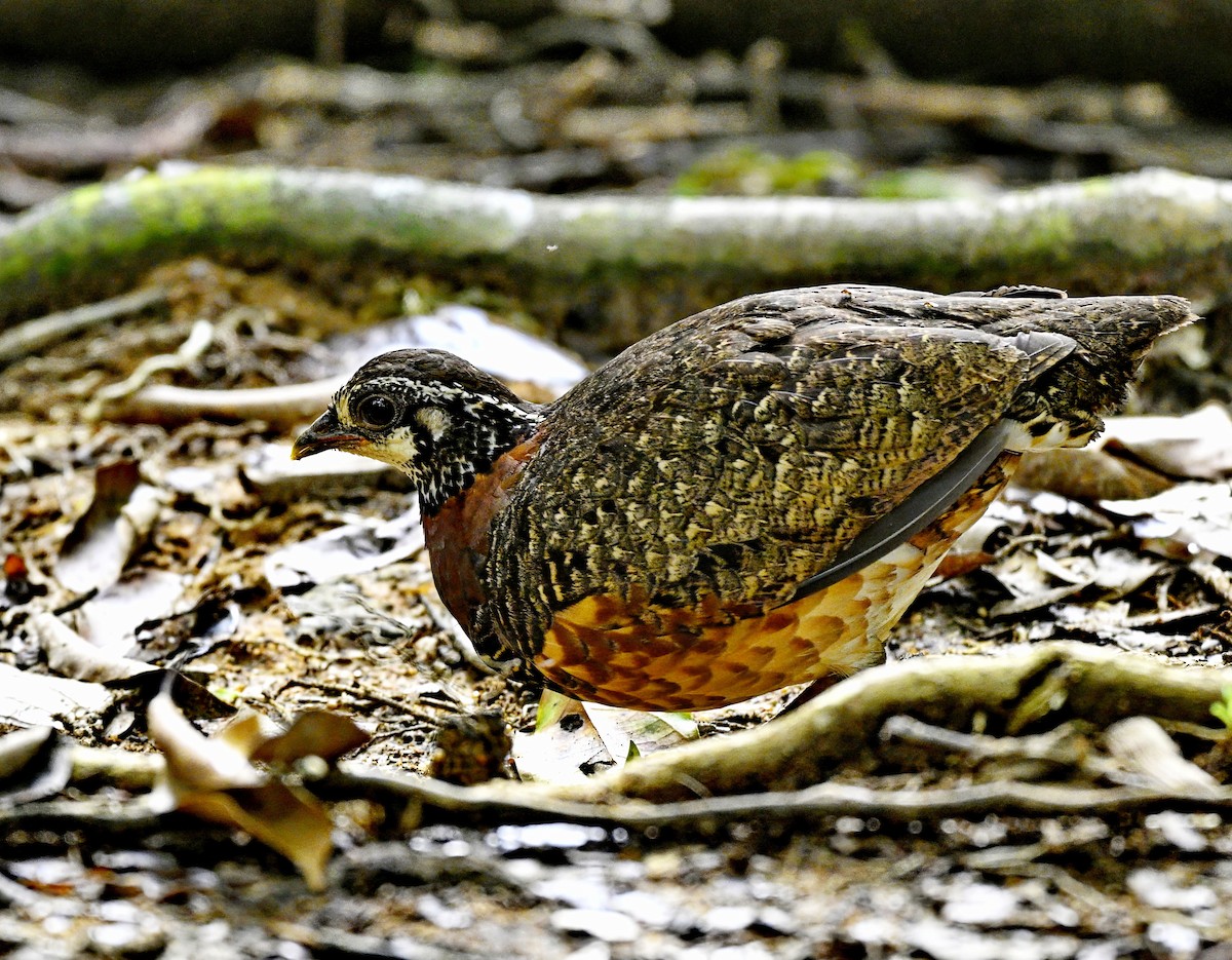 Sabah Partridge - ML643333157