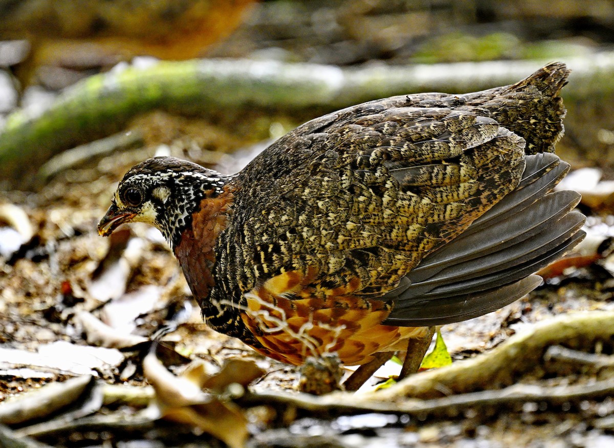 Sabah Partridge - ML643333158
