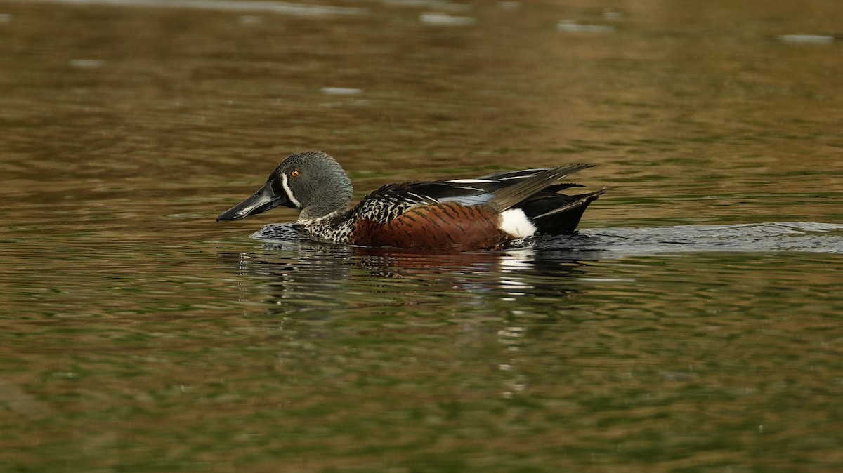 Australasian Shoveler - ML643333170
