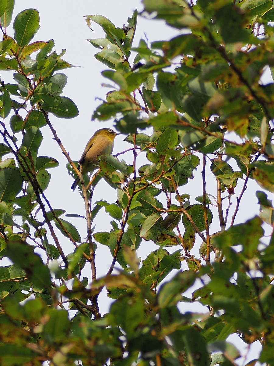 Warbling White-eye - ML643333199