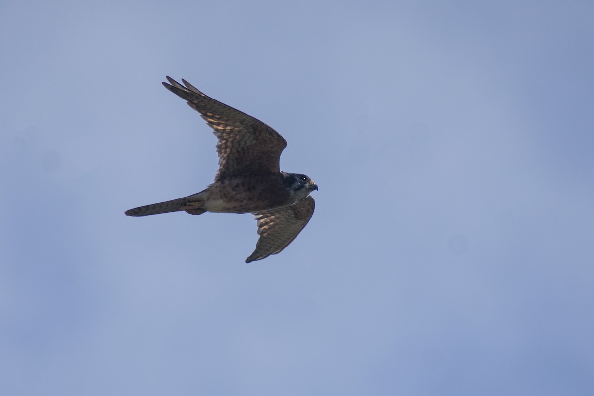 poštolka pestrá - ML643333203