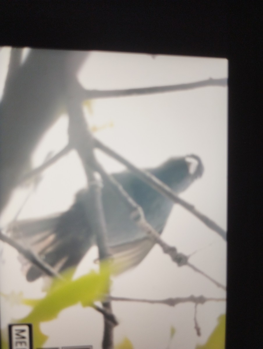 Mavi Kardinal - ML643333215