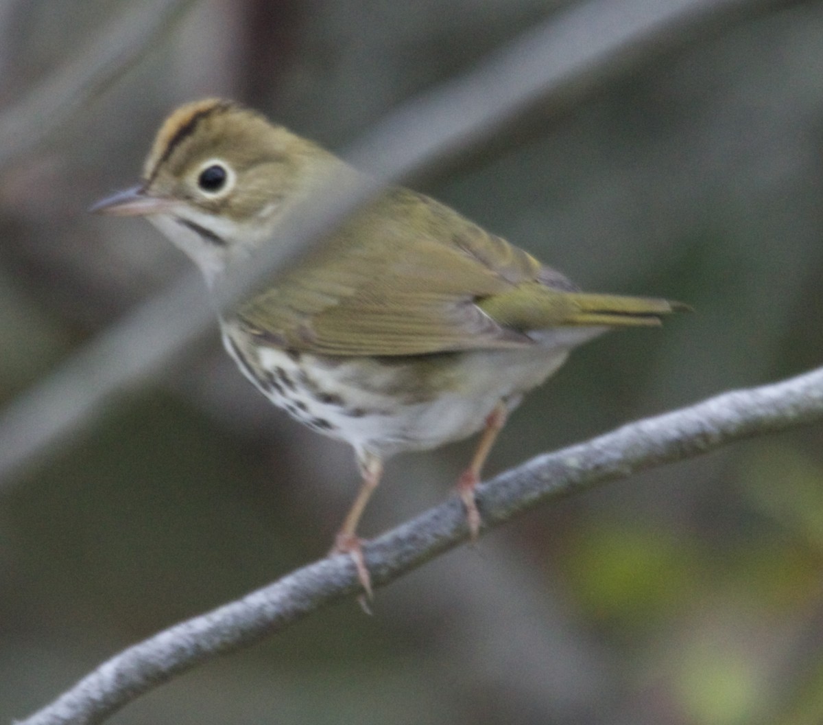 Ovenbird - ML643333217