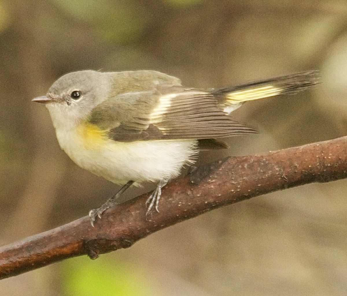American Redstart - ML643333219