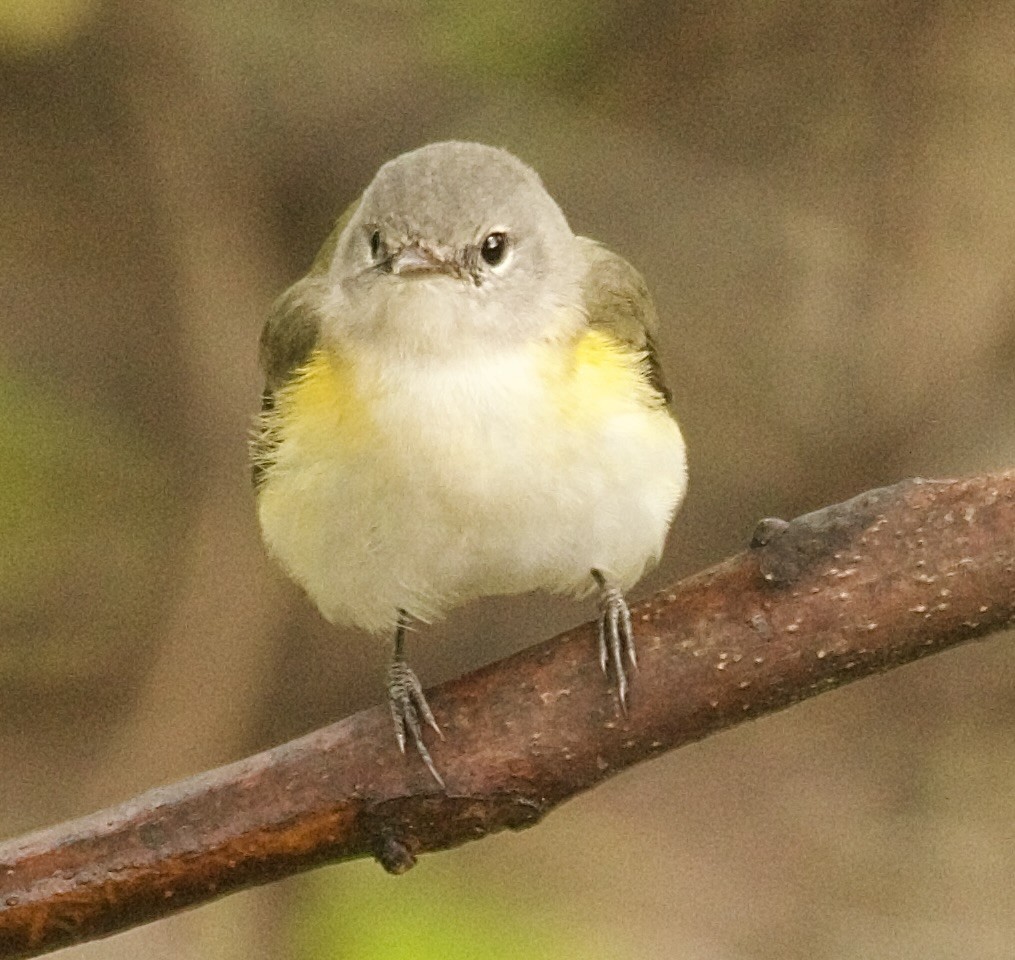 American Redstart - ML643333220