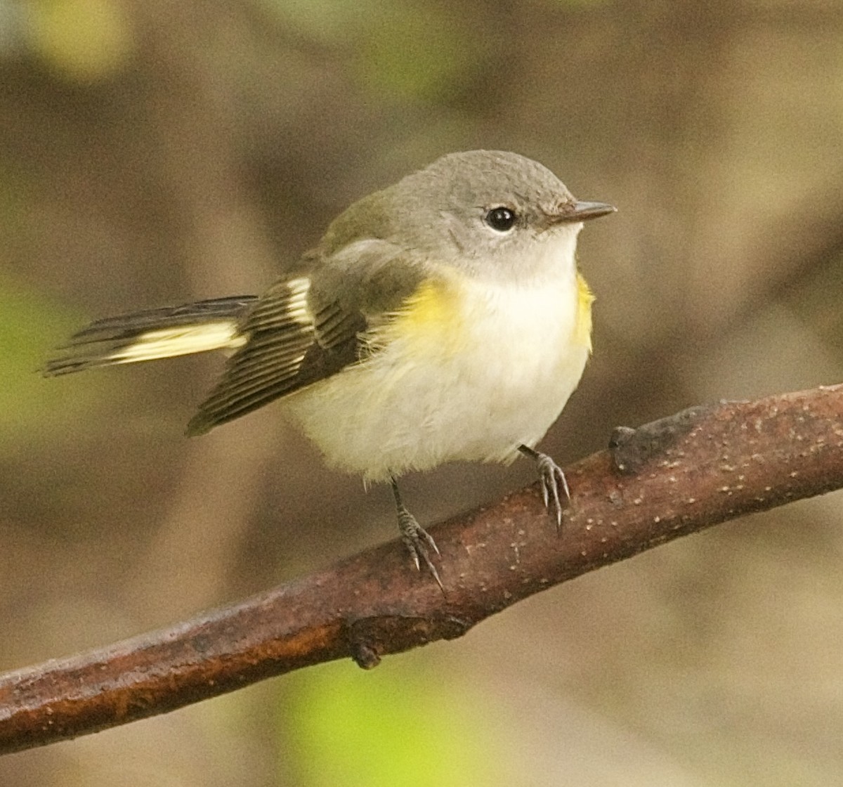 American Redstart - ML643333221