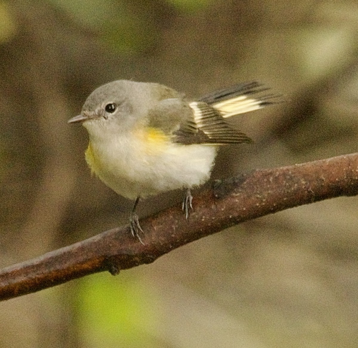 American Redstart - ML643333222
