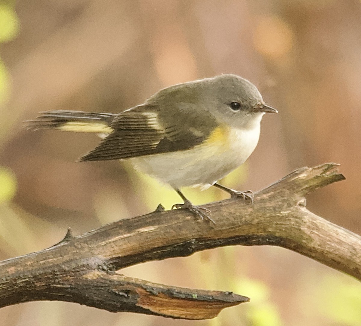 American Redstart - ML643333223