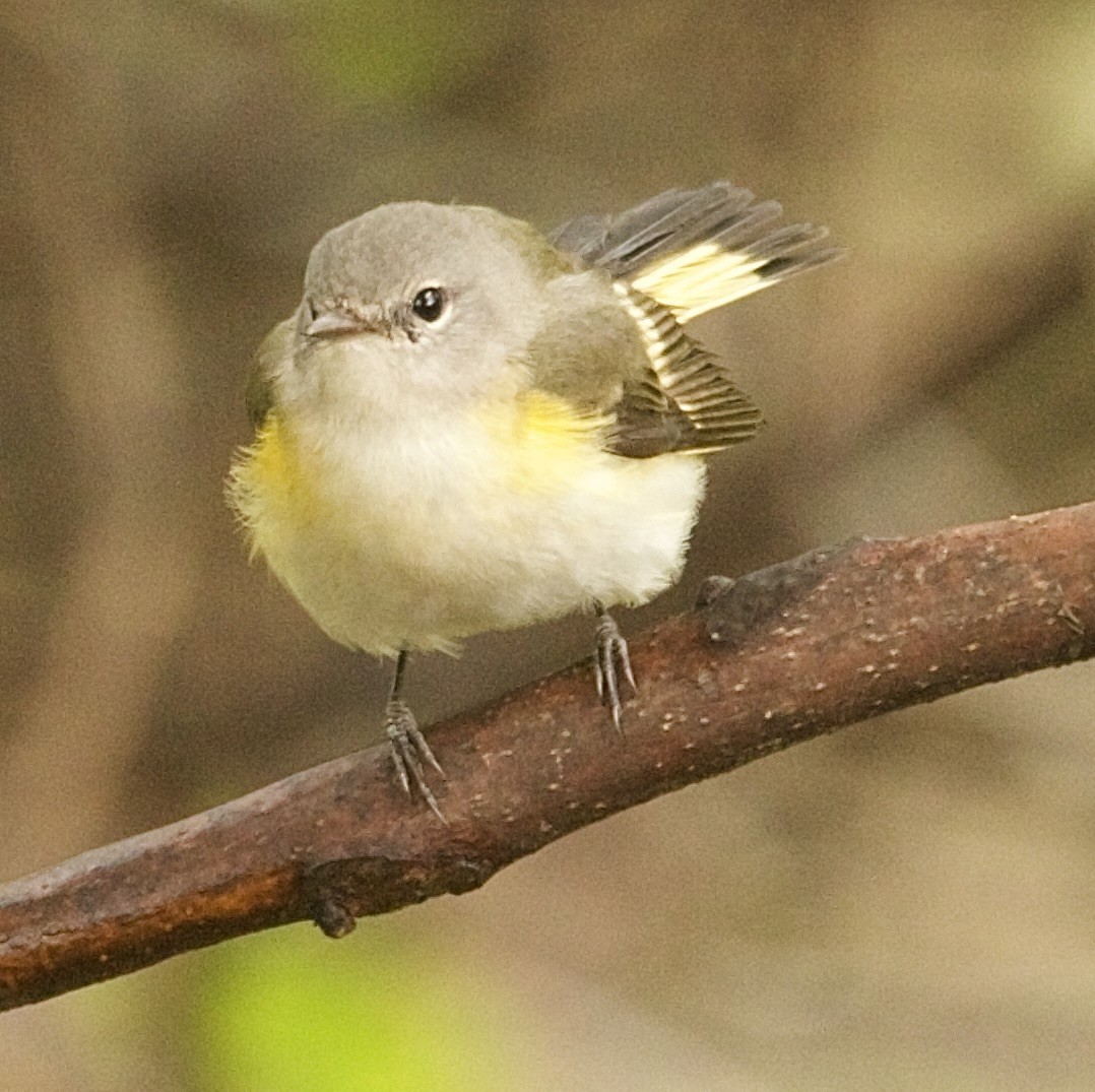 American Redstart - ML643333224