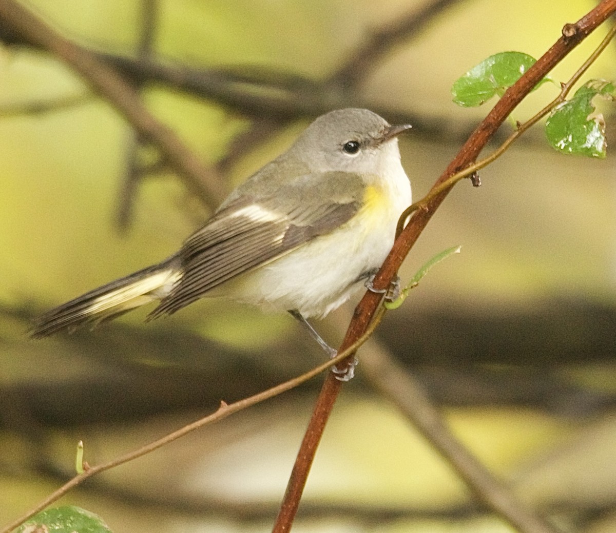 American Redstart - ML643333225