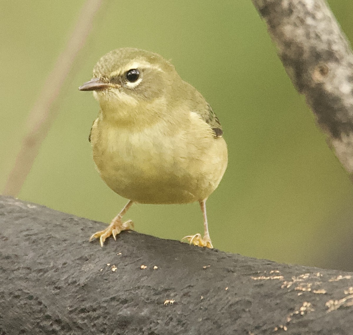 Black-throated Blue Warbler - ML643333227