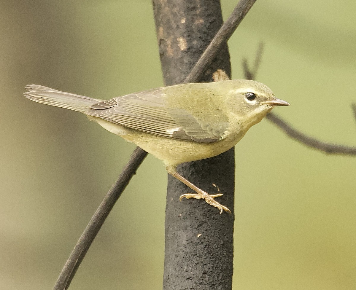 Black-throated Blue Warbler - ML643333228
