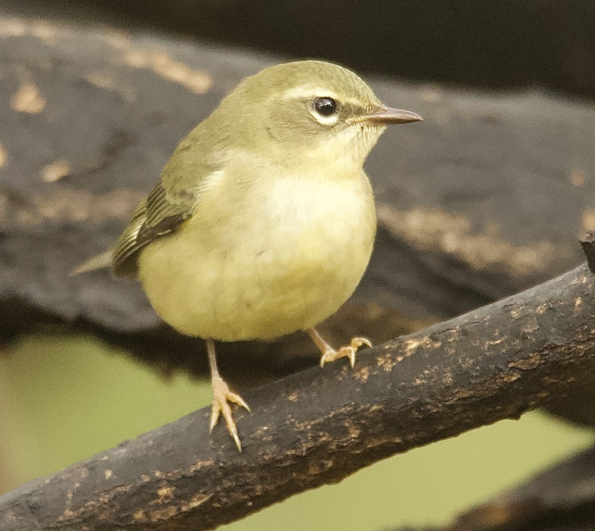 Black-throated Blue Warbler - ML643333229