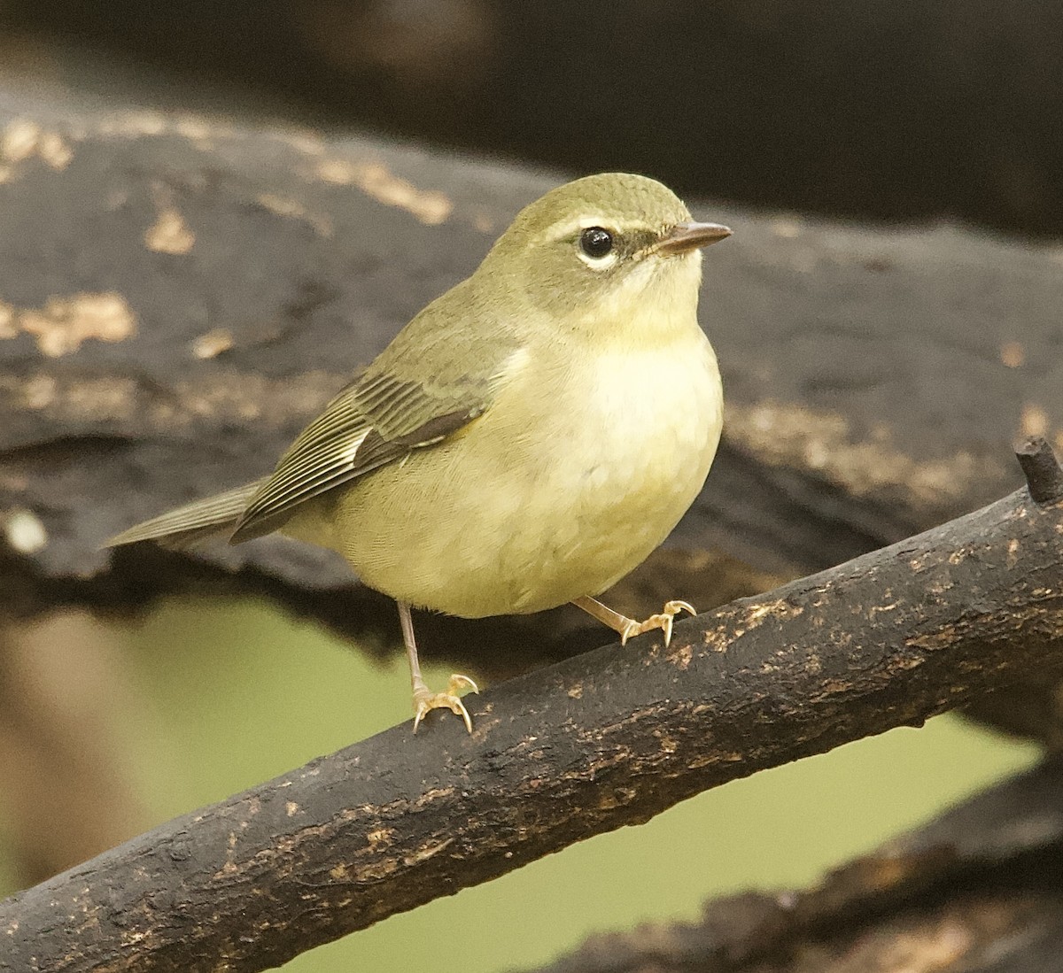 Black-throated Blue Warbler - ML643333230