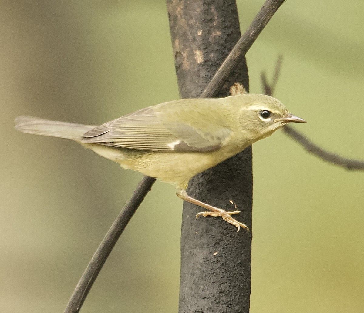 Black-throated Blue Warbler - ML643333231