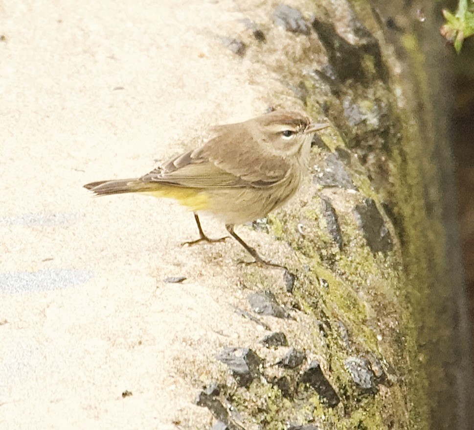 Palm Warbler - ML643333237