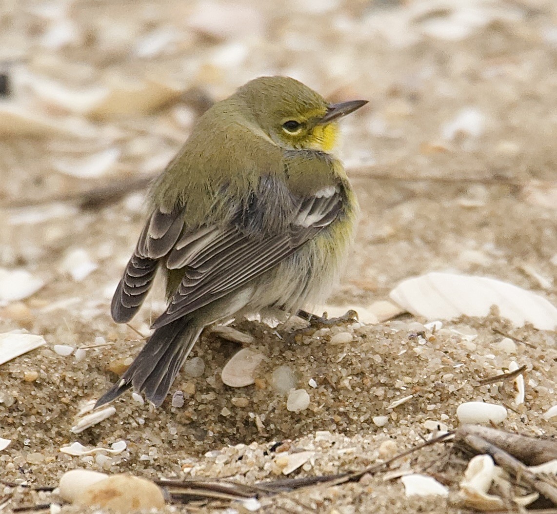 Pine Warbler - ML643333242