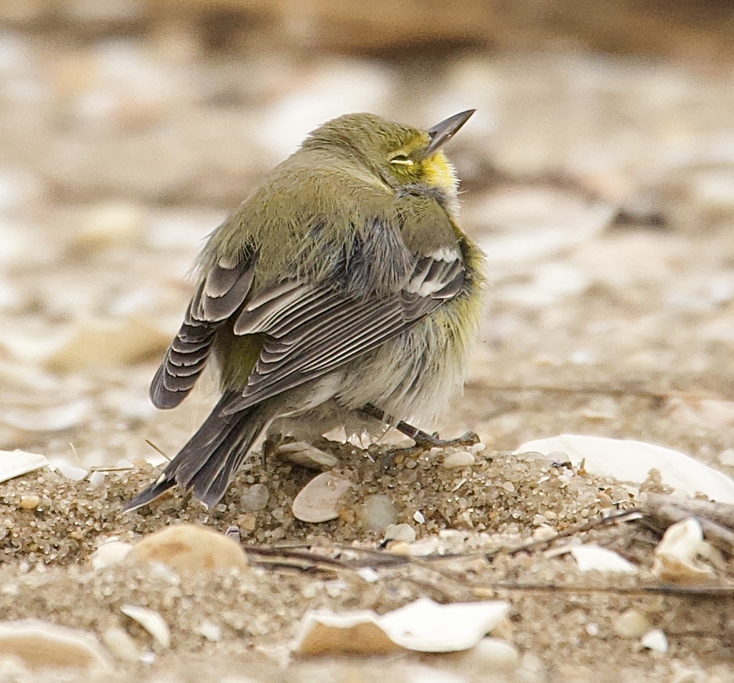 Pine Warbler - ML643333244