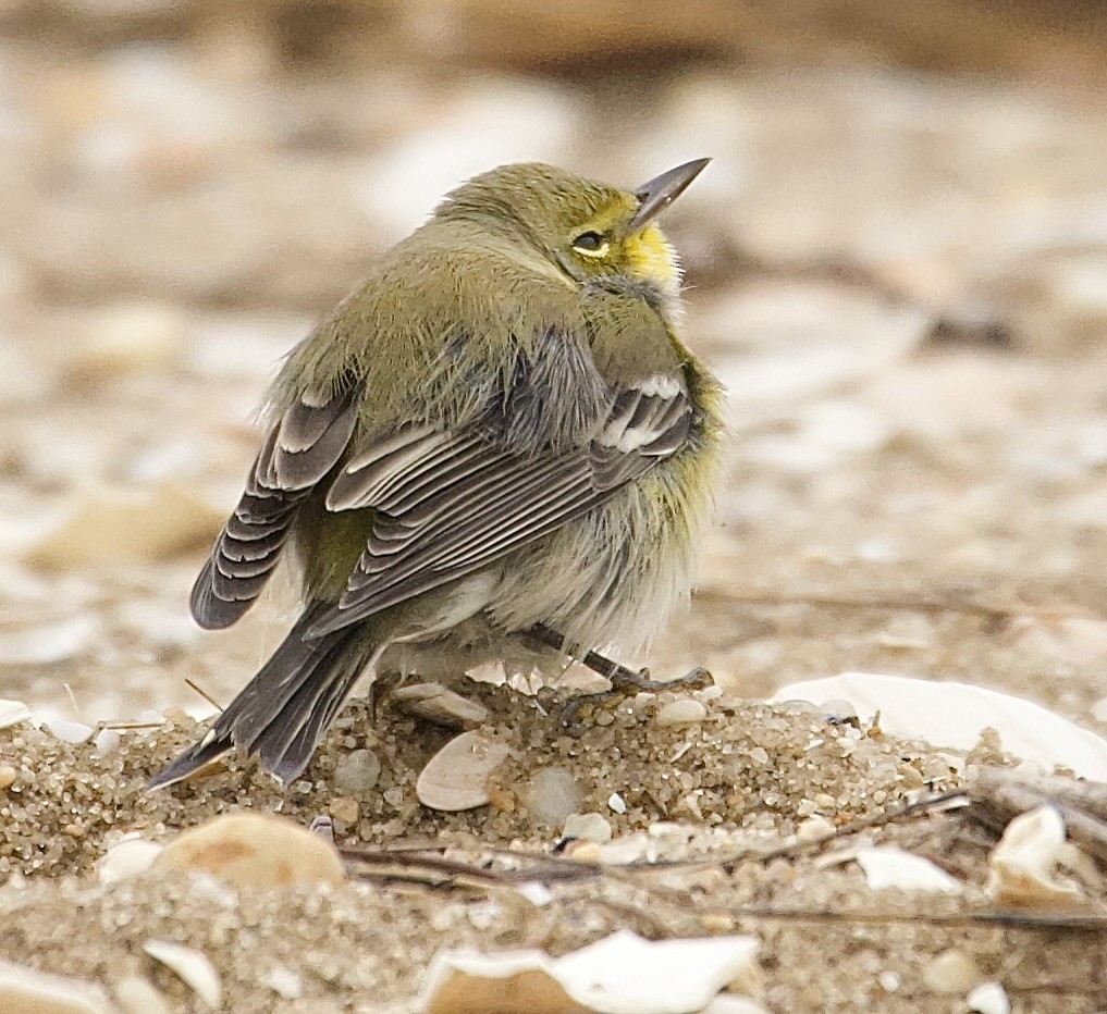 Pine Warbler - ML643333245