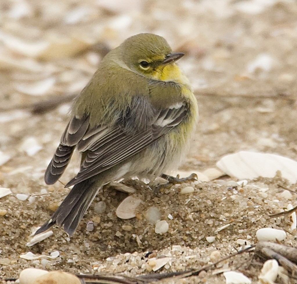 Pine Warbler - ML643333246