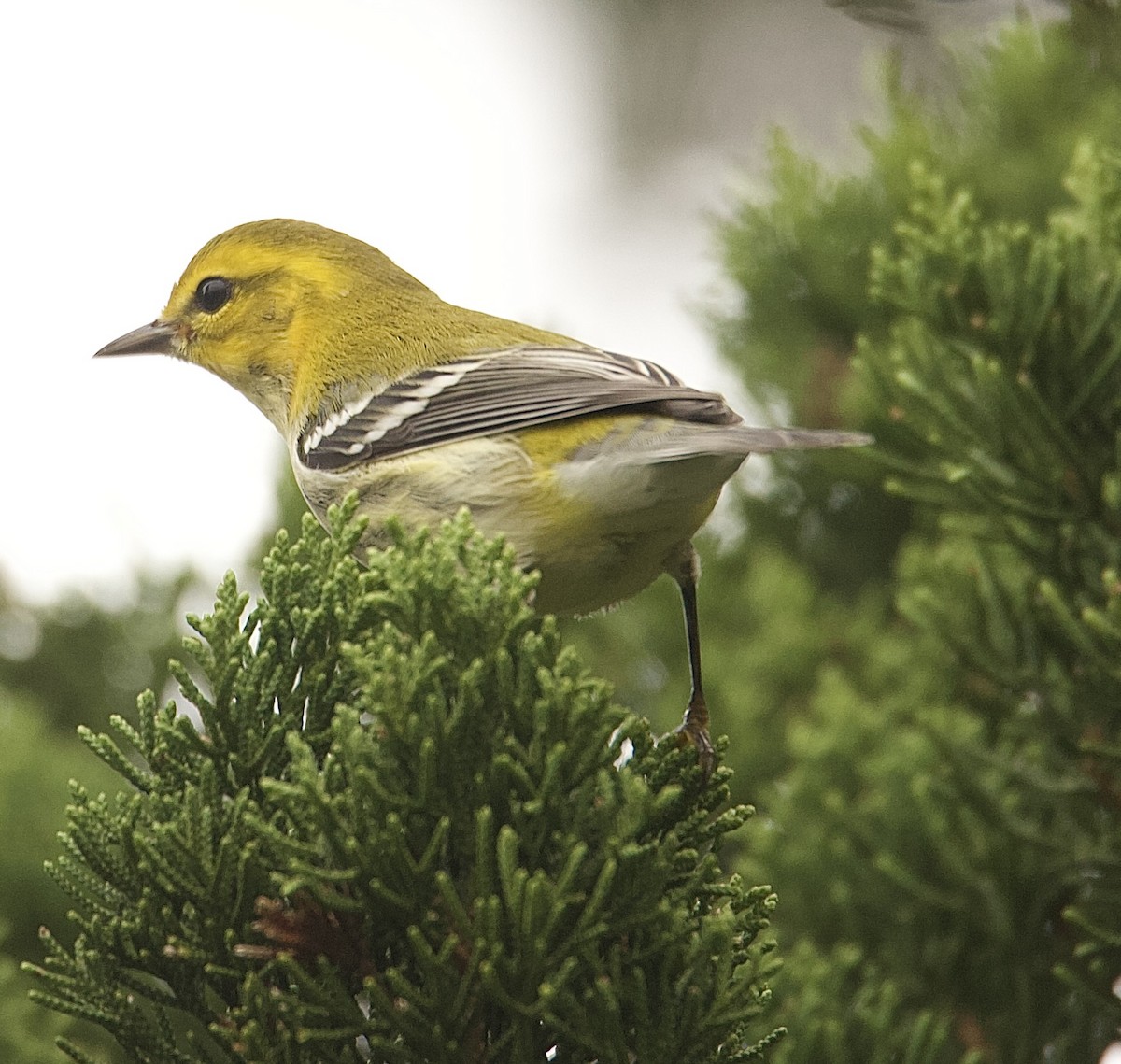 Black-throated Green Warbler - ML643333253