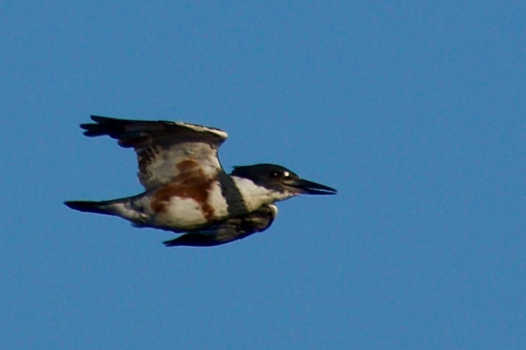 Belted Kingfisher - ML643333254