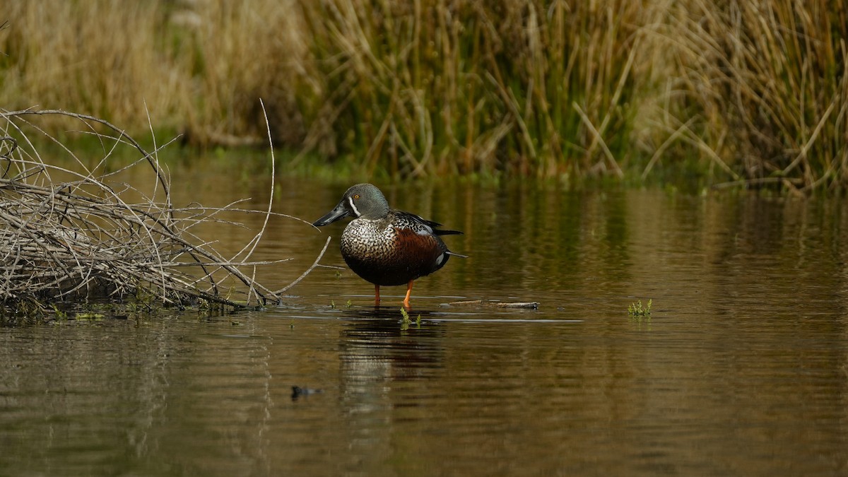 Australasian Shoveler - ML643333257