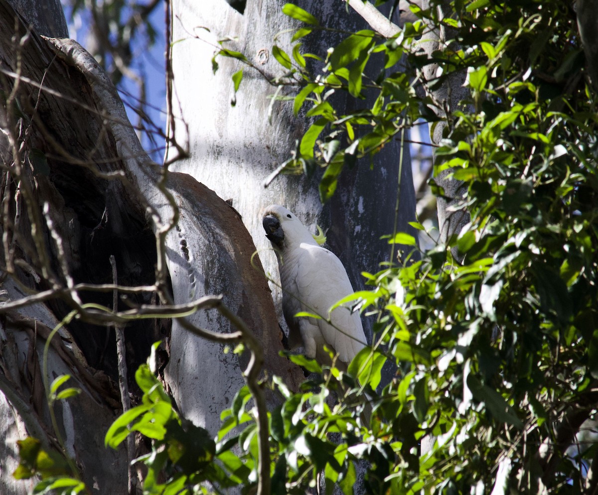 Sulphur-crested Cockatoo - ML643333264