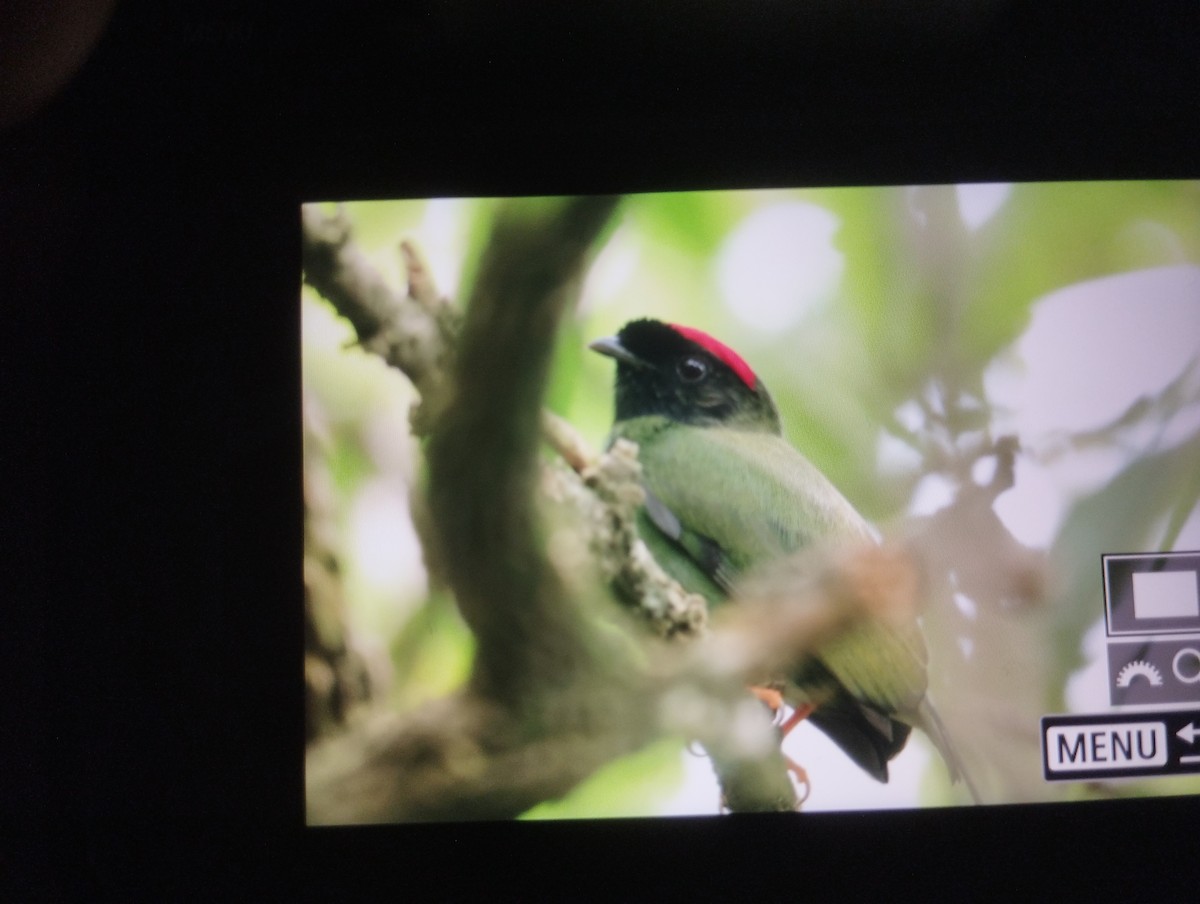 Long-tailed Manakin - ML643333274