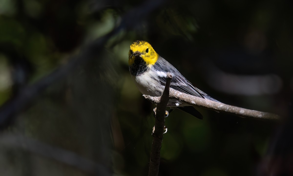 Paruline à tête jaune - ML643333298
