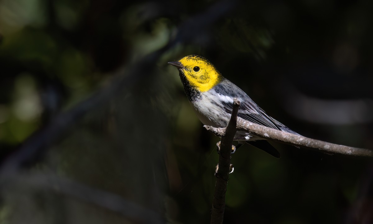 Paruline à tête jaune - ML643333299