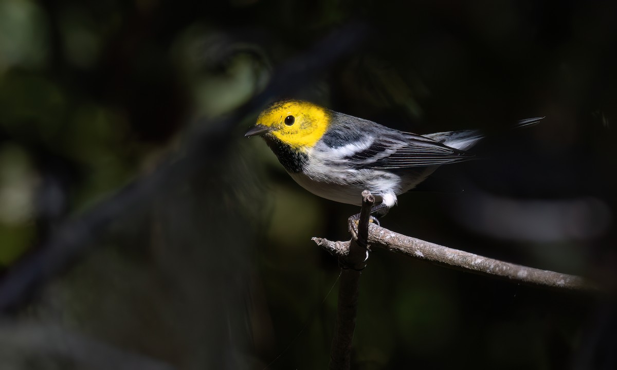 Paruline à tête jaune - ML643333300
