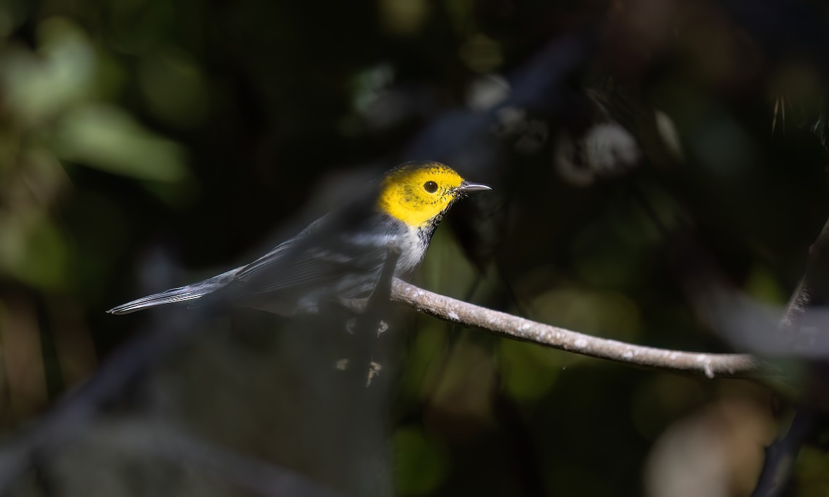 Paruline à tête jaune - ML643333301