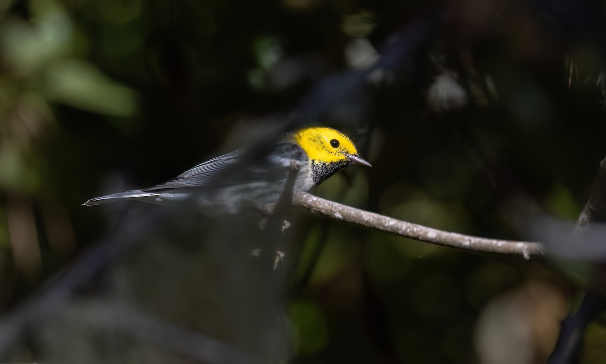 Paruline à tête jaune - ML643333302