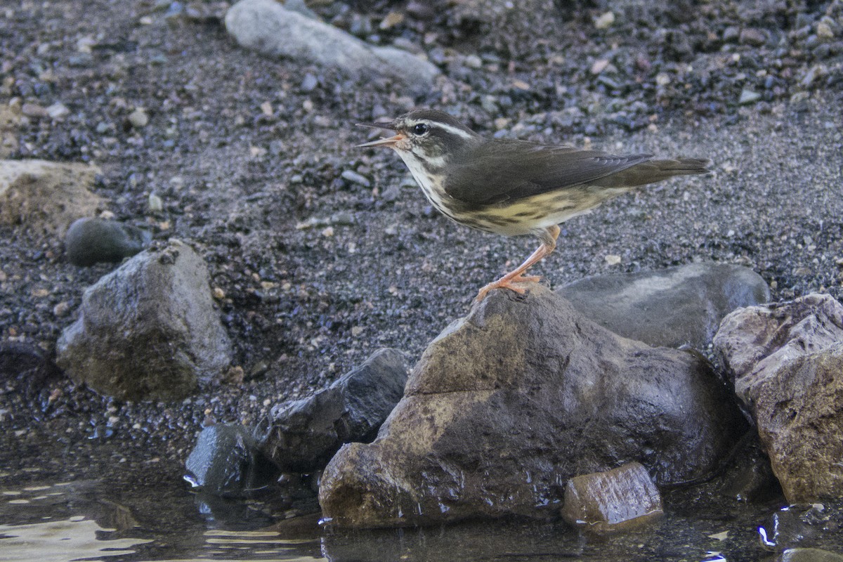 Louisiana Waterthrush - ML643333303