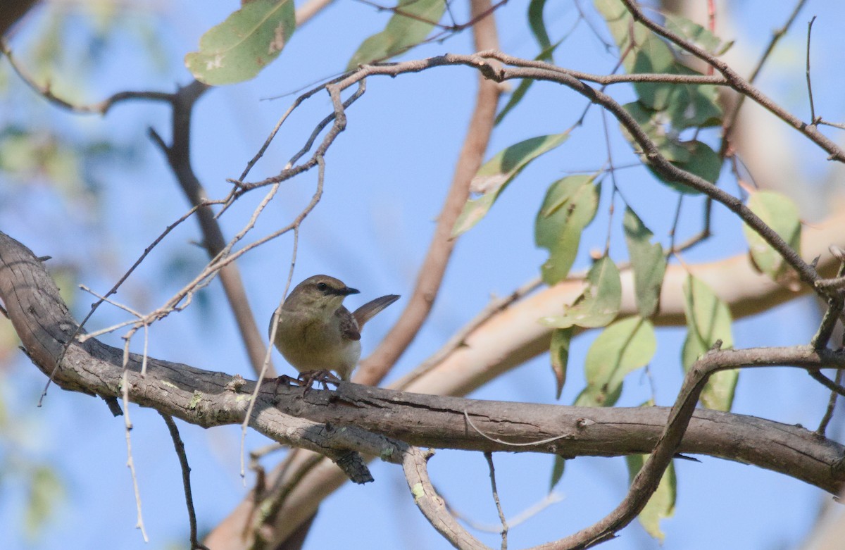 Rufous Songlark - ML643333304