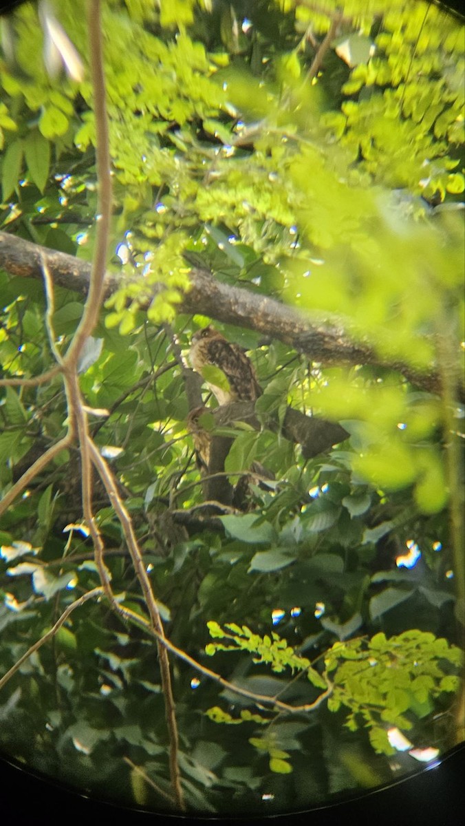 Philippine Eagle-Owl - ML643333313