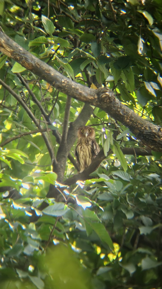 Philippine Eagle-Owl - ML643333314